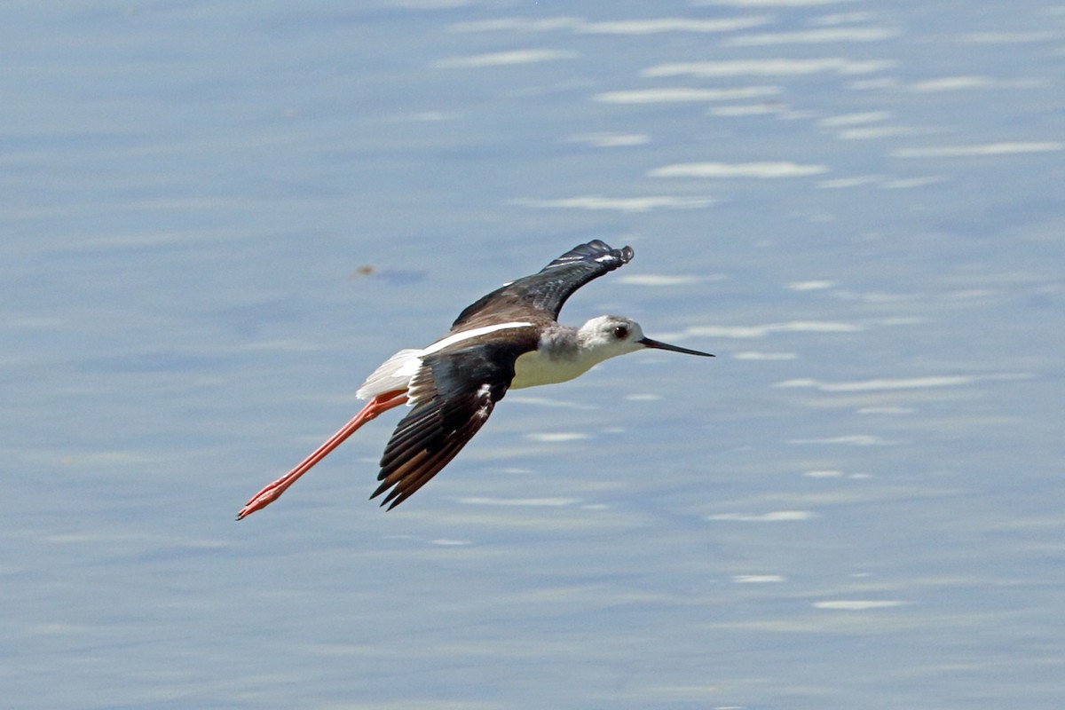 Black-winged Stilt - ML47429111