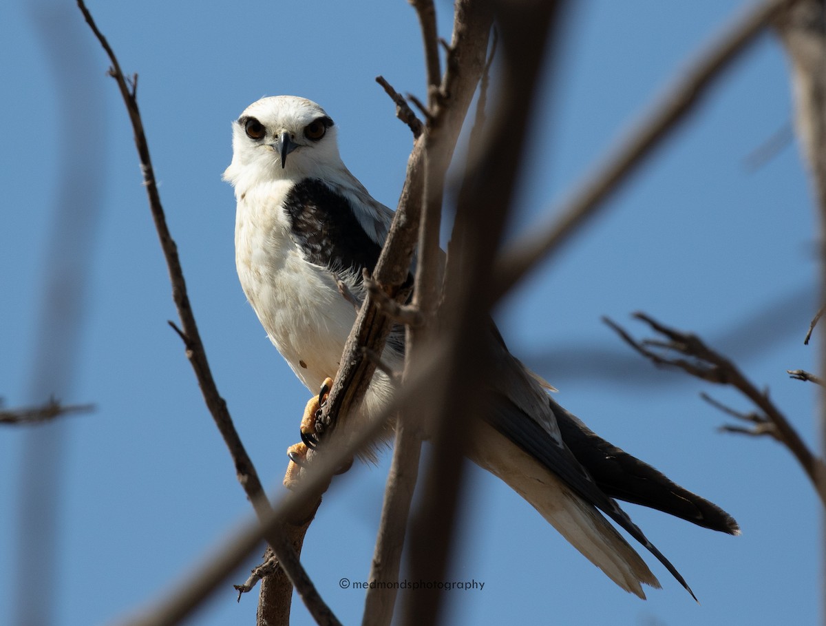 Black-shouldered Kite - ML474291321