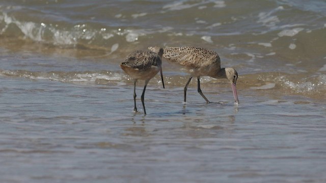 Marbled Godwit - ML474291461