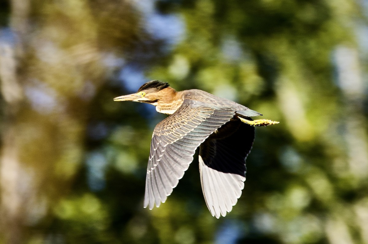 Green Heron - ML474291471