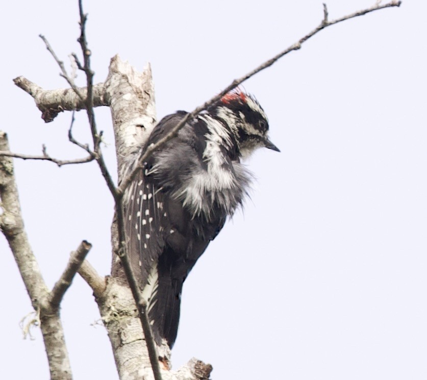 Downy Woodpecker - ML474291571