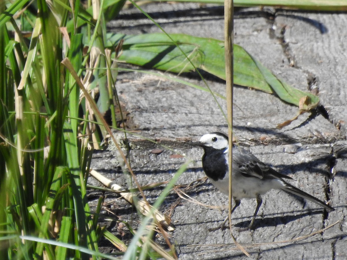 White Wagtail - Lucie Dobiášová