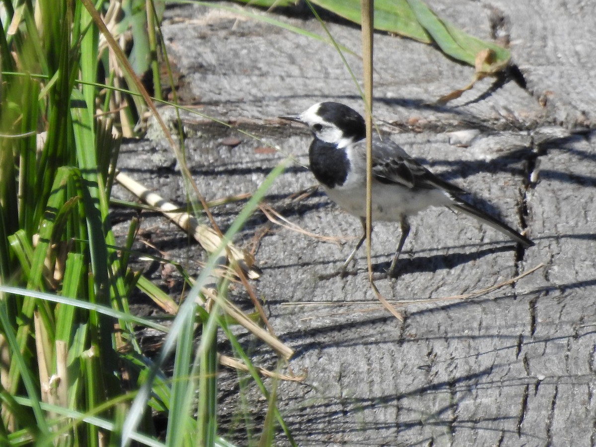 White Wagtail - ML474291751