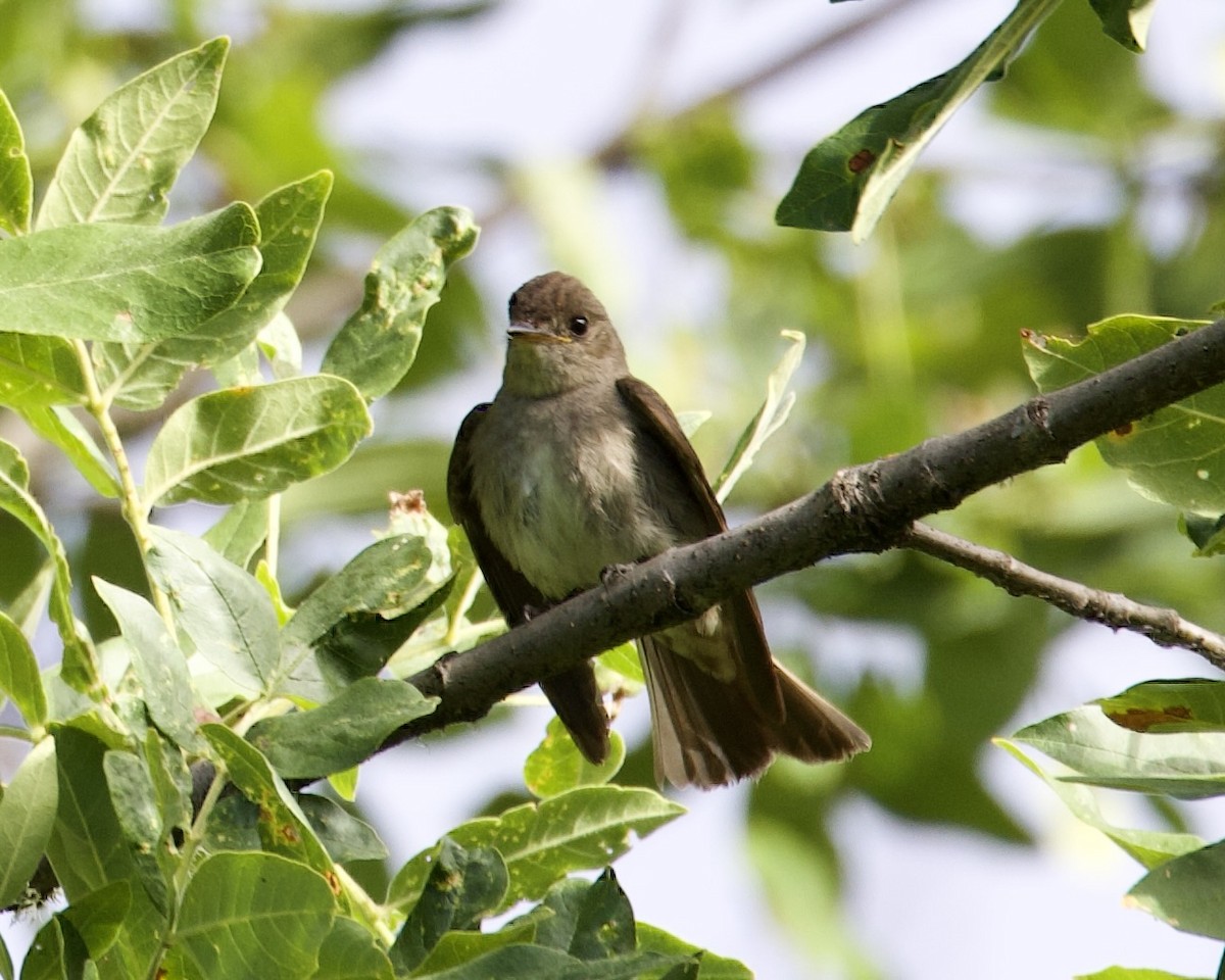 Western Wood-Pewee - Dave Bengston