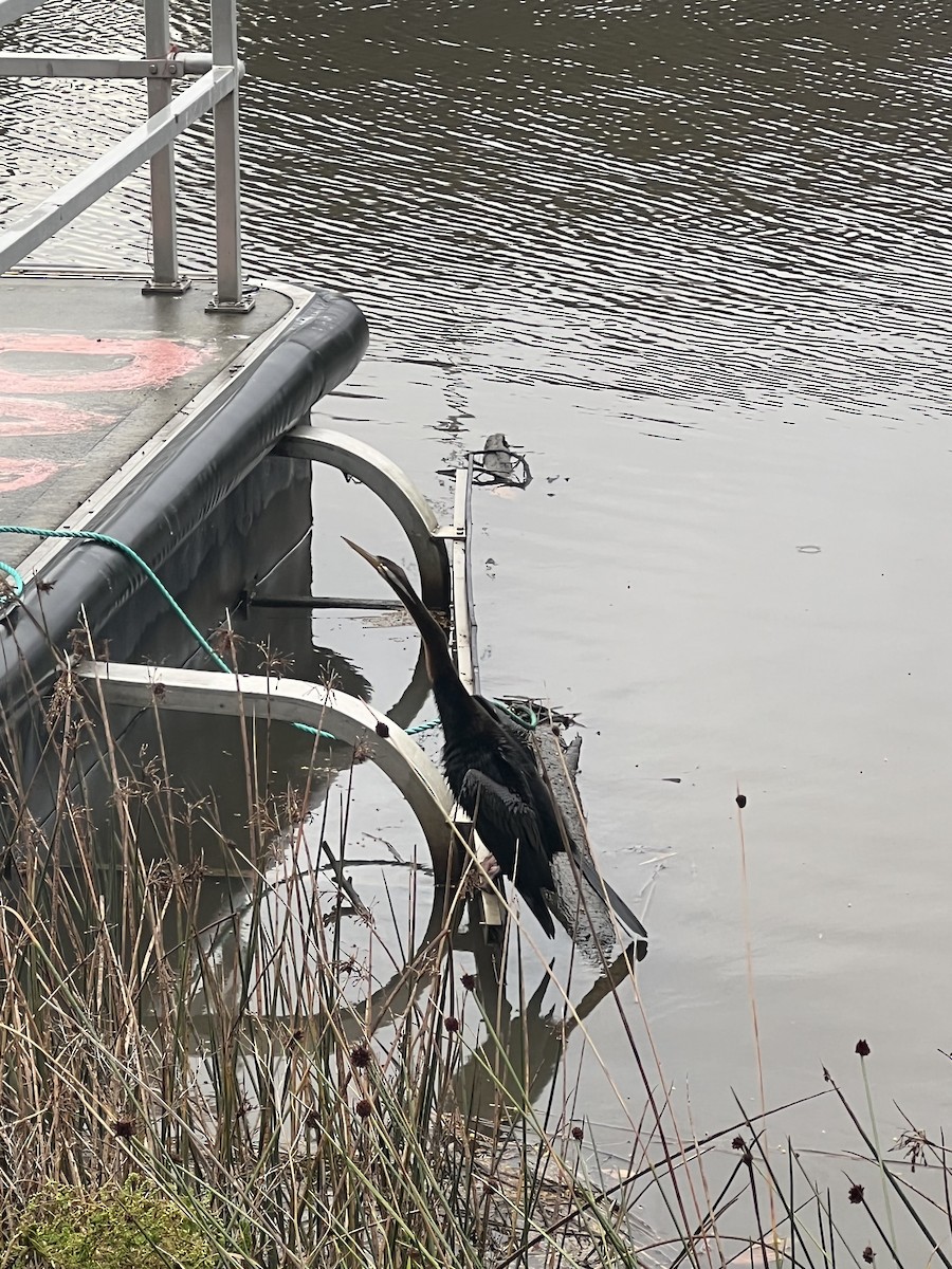 anhinga australská - ML474293561