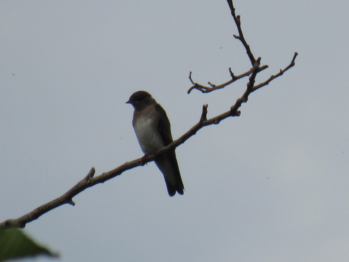 Northern Rough-winged Swallow - ML474293821
