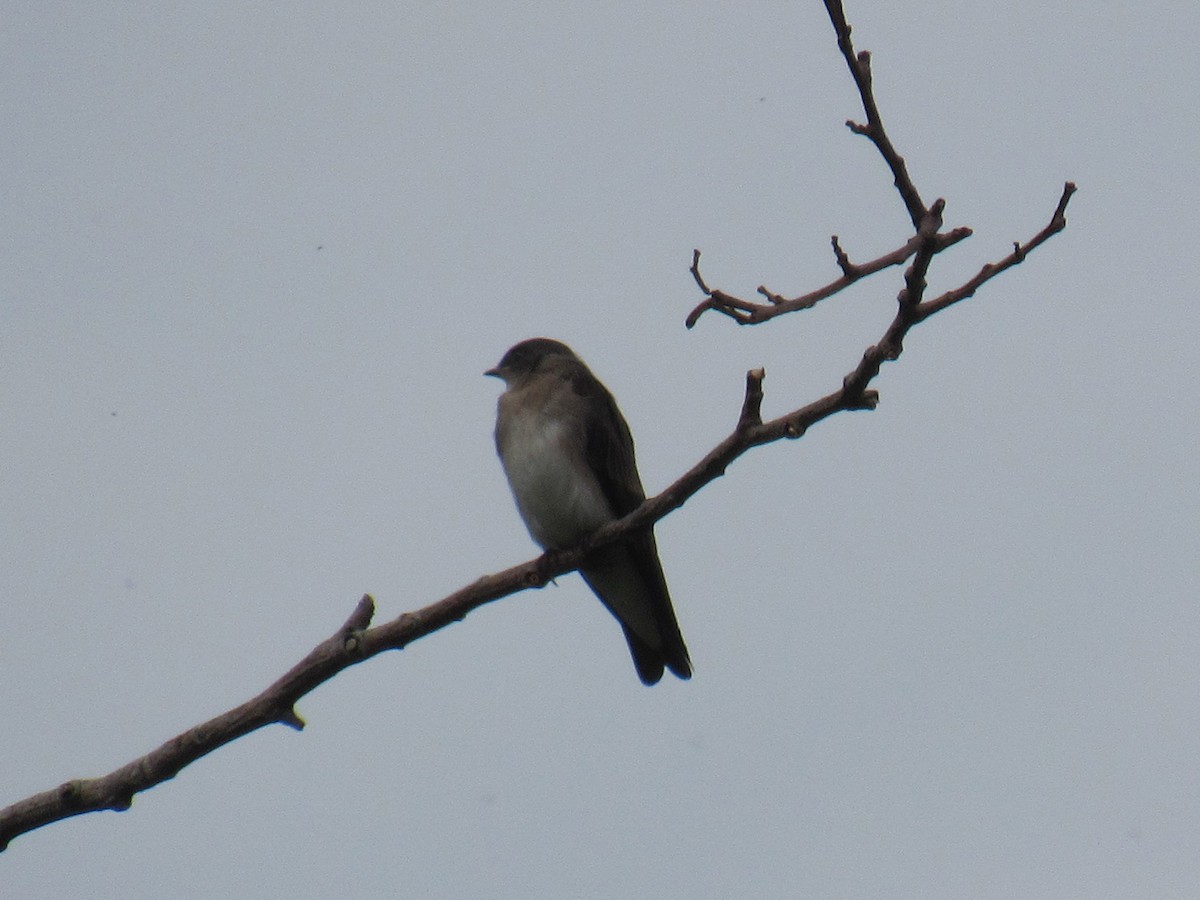 Northern Rough-winged Swallow - ML474293841