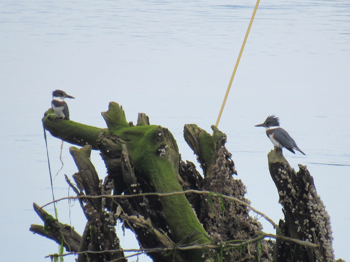 Belted Kingfisher - ML474293891