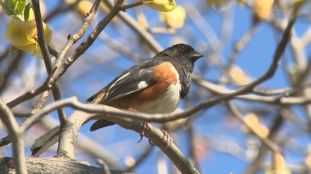 Eastern Towhee - ML474294