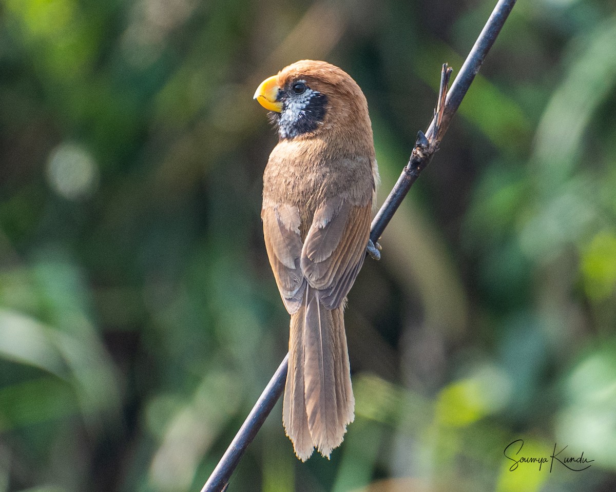 Black-breasted Parrotbill - Soumya Kundu