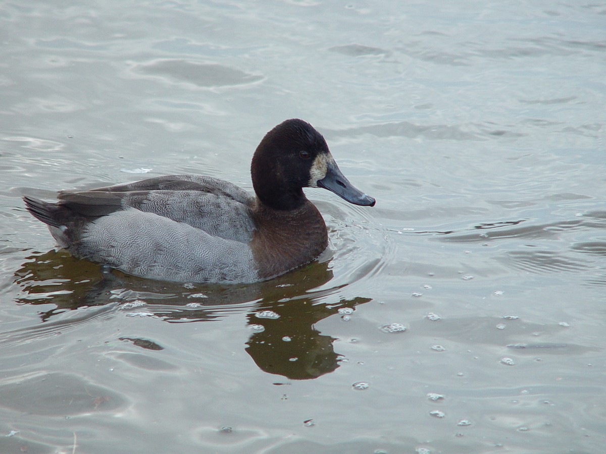 Canvasback x scaup sp. (hybrid) - ML474294031