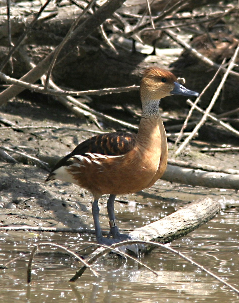 Fulvous Whistling-Duck - ML474294041