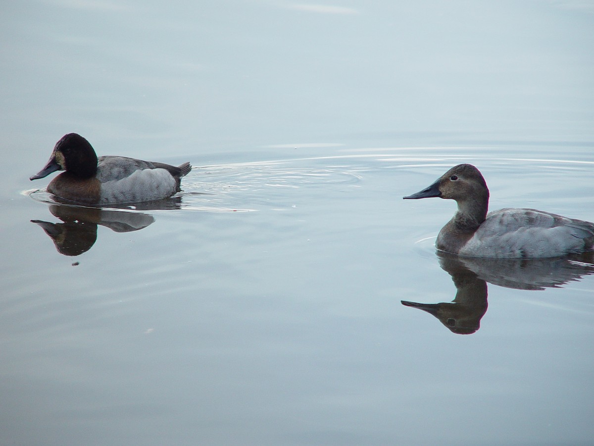 Canvasback x scaup sp. (hybrid) - ML474294051