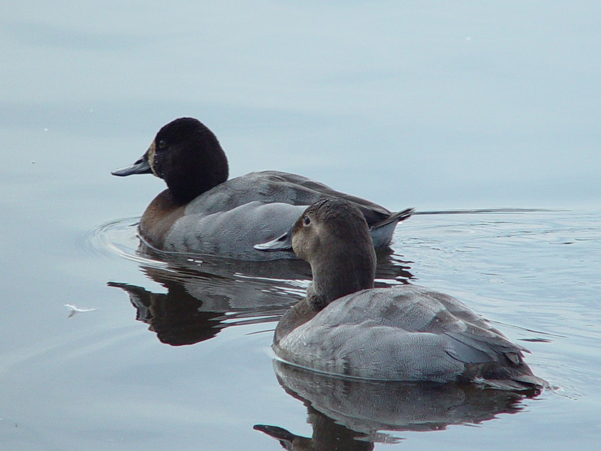 Canvasback x scaup sp. (hybrid) - ML474294071