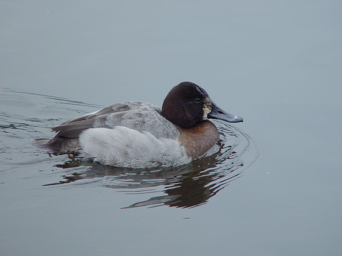 Canvasback x scaup sp. (hybrid) - ML474294311