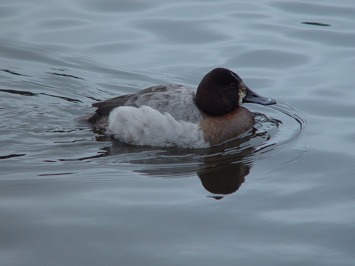 Canvasback x scaup sp. (hybrid) - ML474294321