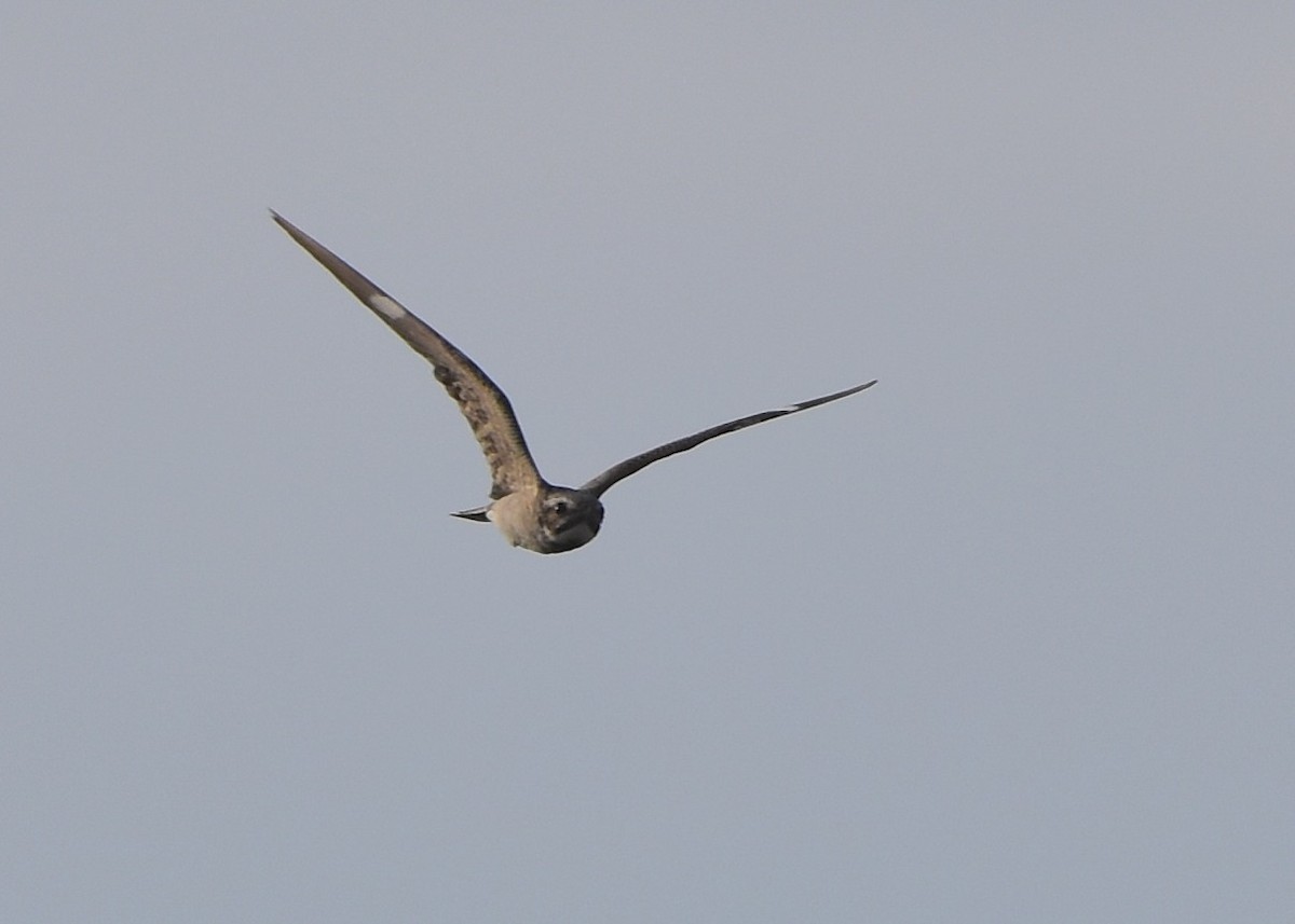 Common Nighthawk - Susan Rosine