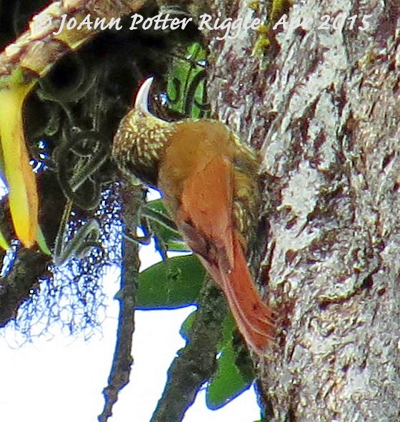 Spot-crowned Woodcreeper - JoAnn Potter Riggle 🦤
