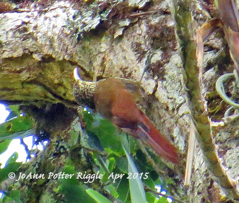 Spot-crowned Woodcreeper - JoAnn Potter Riggle 🦤