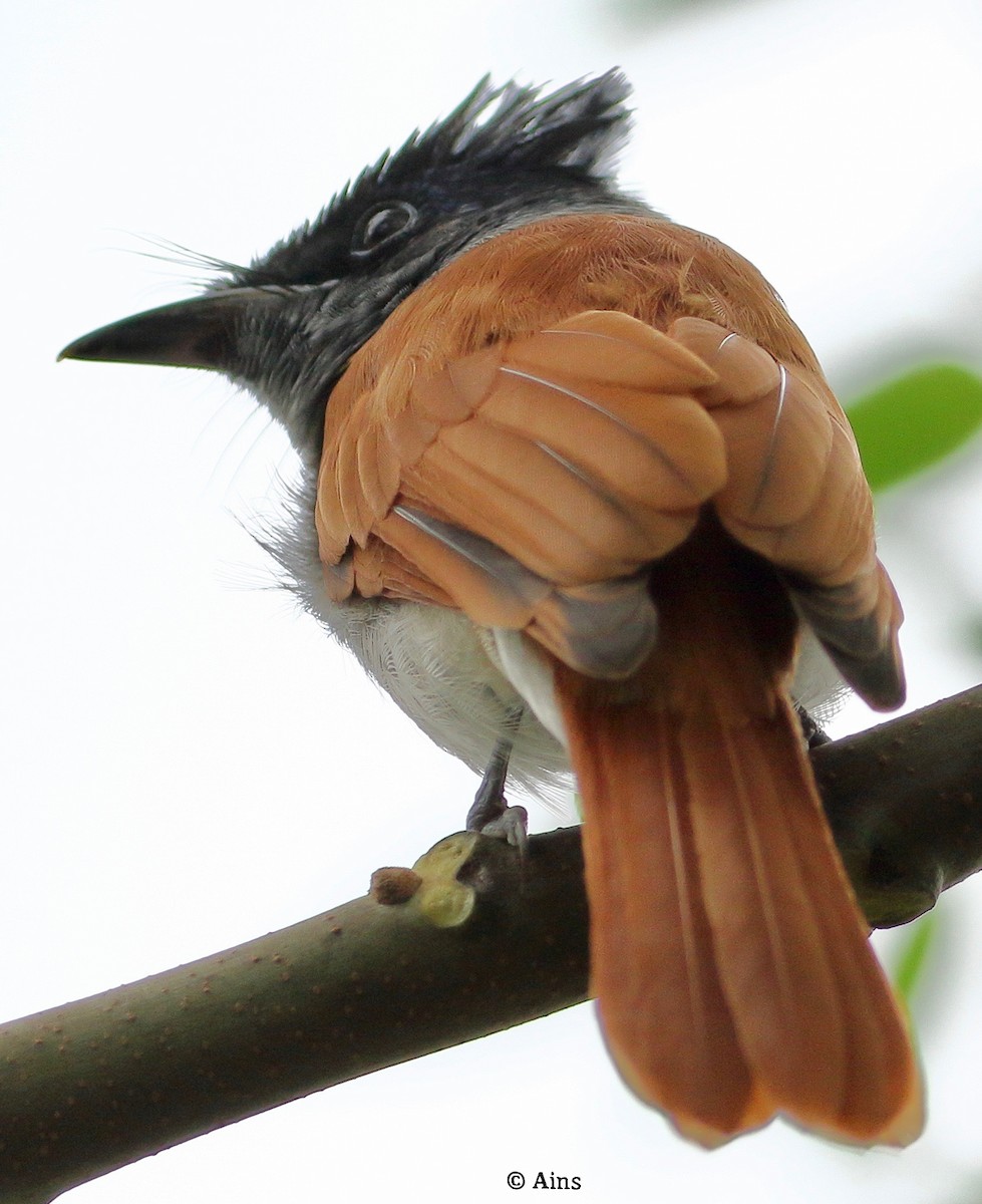 Indian Paradise-Flycatcher - ML474297681