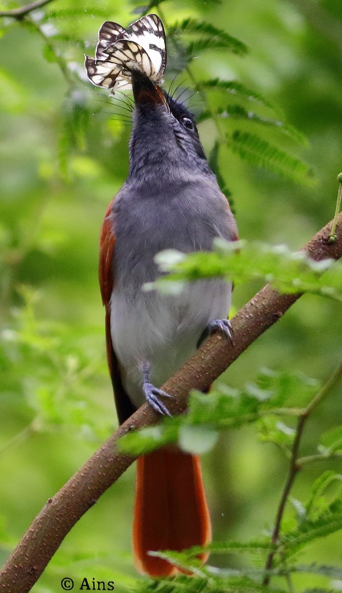 Indian Paradise-Flycatcher - ML474297691