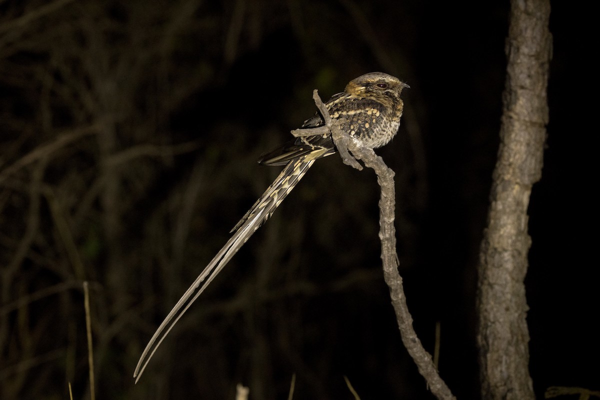 Scissor-tailed Nightjar - ML474297801