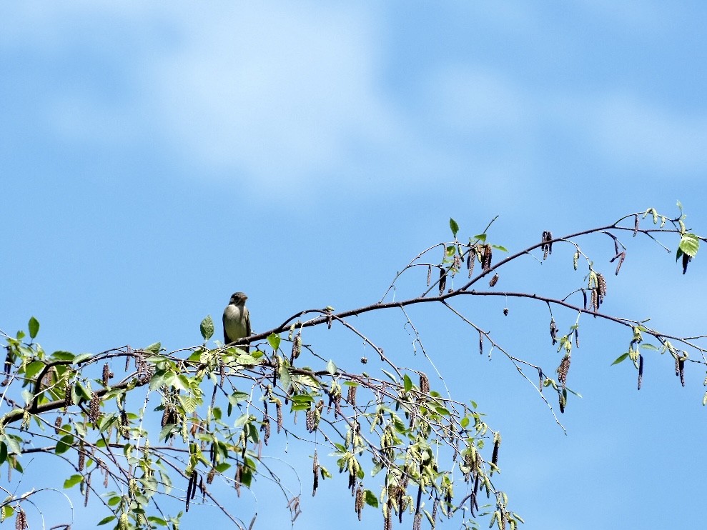 Willow Flycatcher - Simone Yasui