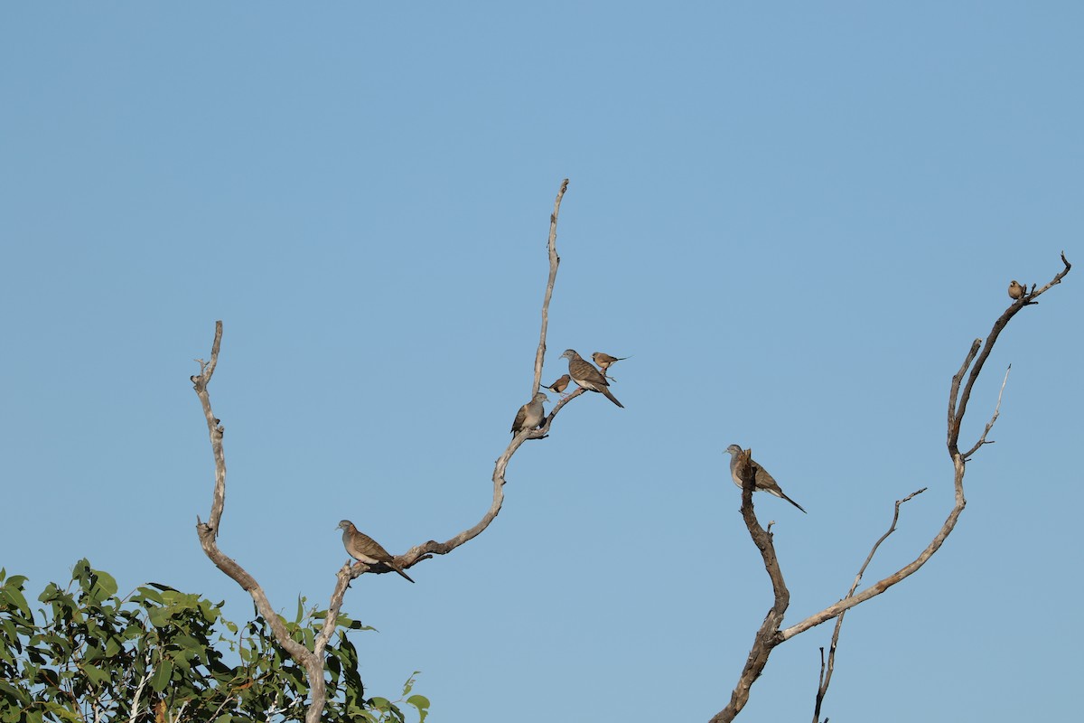 Bar-shouldered Dove - ML474298321