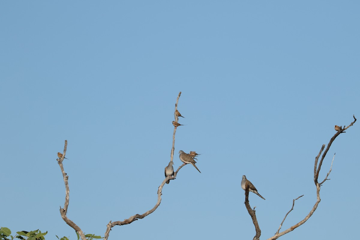 Bar-shouldered Dove - ML474298371