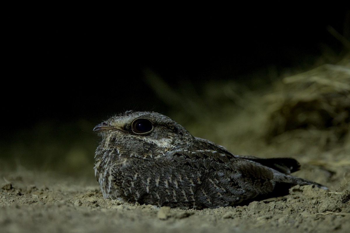 Sickle-winged Nightjar - ML474298451