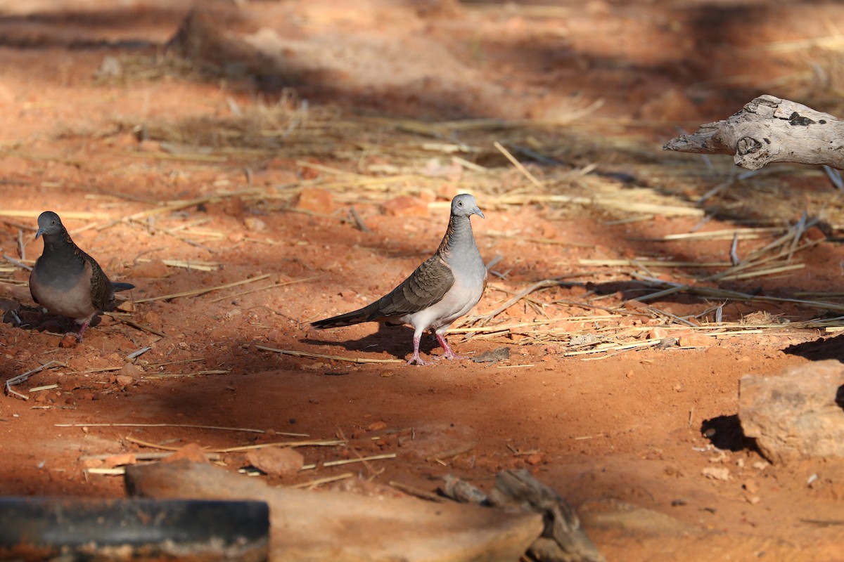 Bar-shouldered Dove - Anonymous