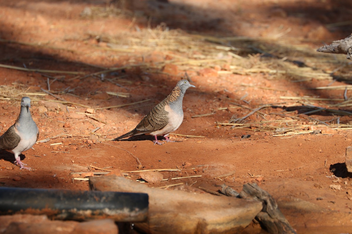 Bar-shouldered Dove - ML474299791