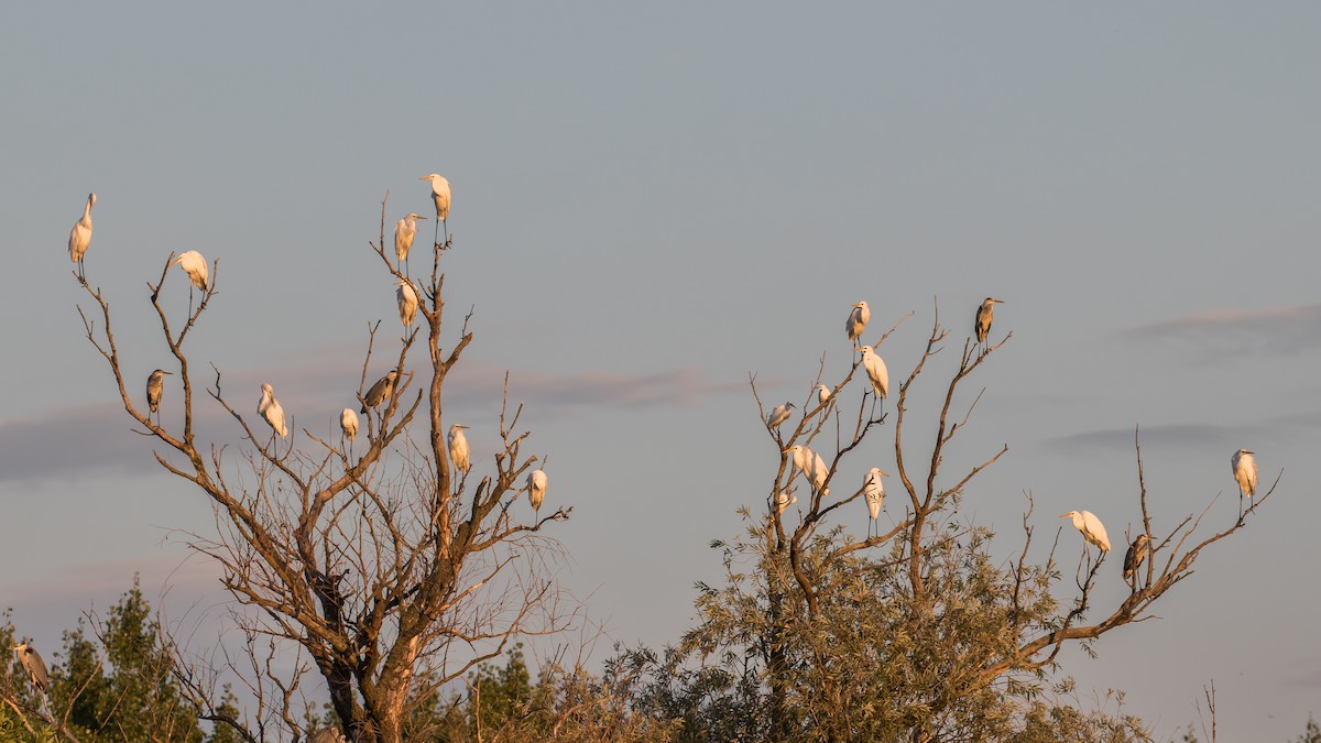 Great Egret - ML474299861