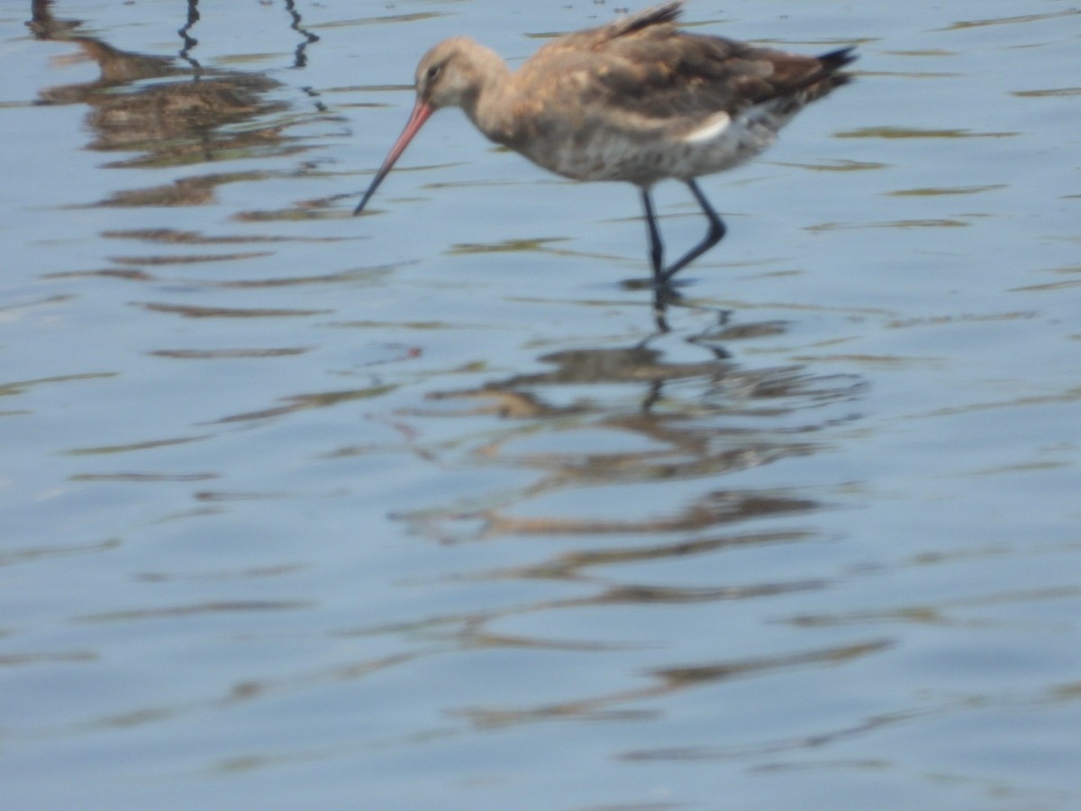 Black-tailed Godwit - mingyi wu