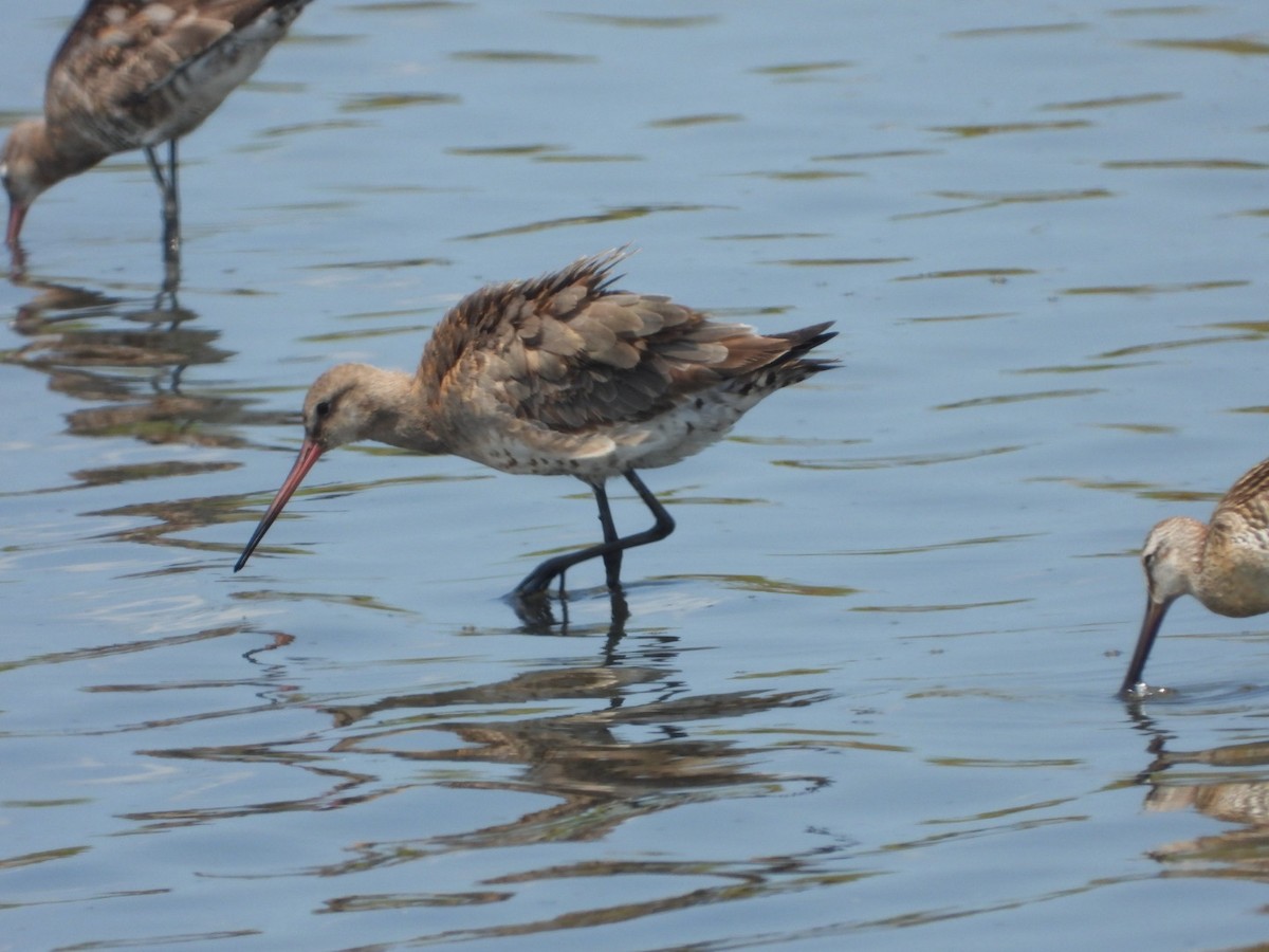 Black-tailed Godwit - ML474299941