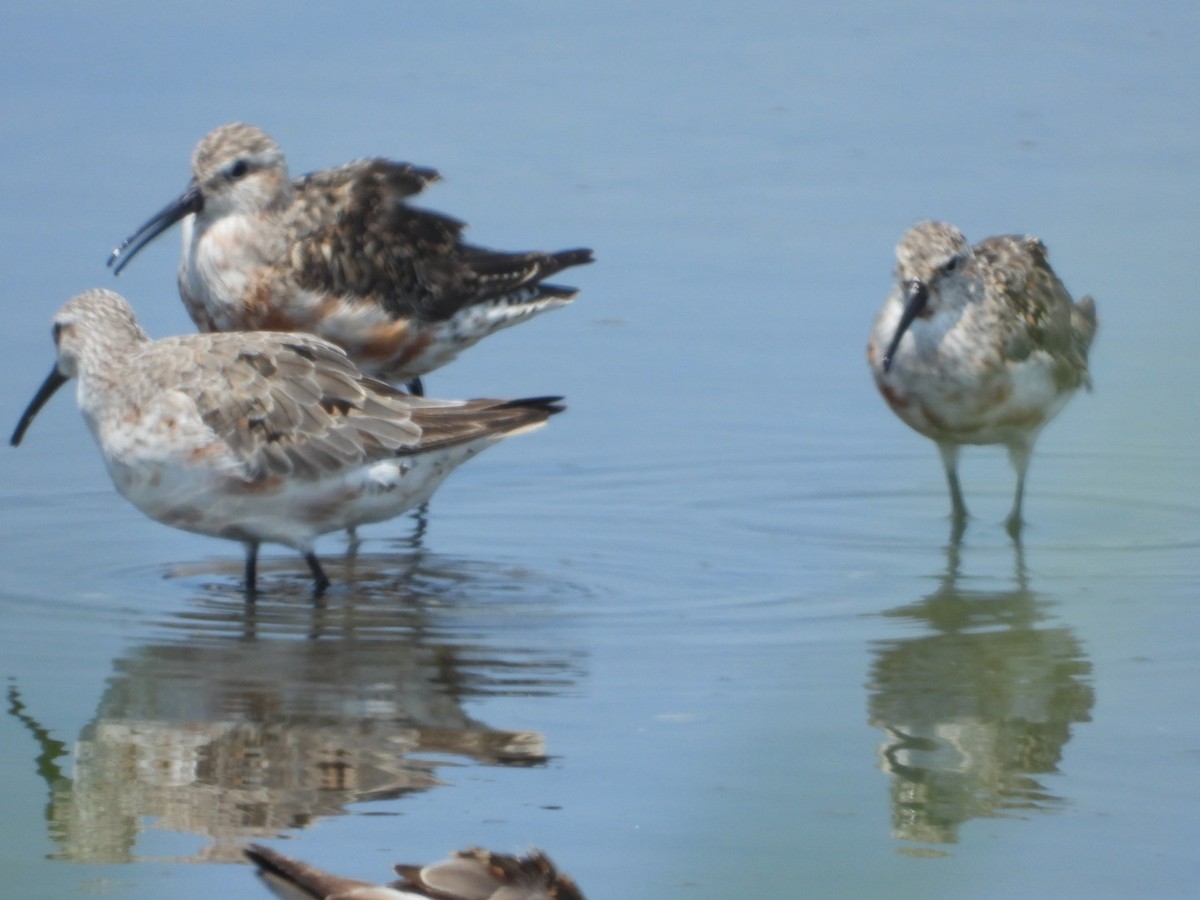 Curlew Sandpiper - ML474300171