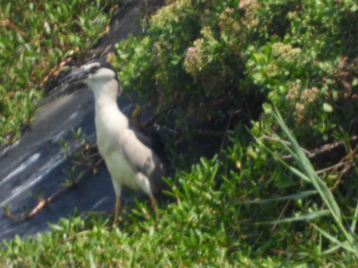 Black-crowned Night Heron - ML474300221