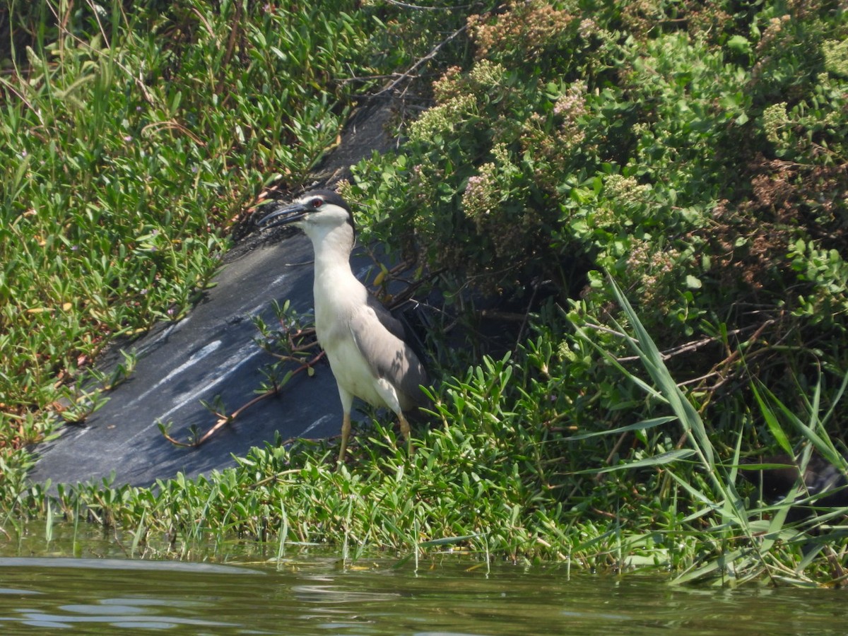 Black-crowned Night Heron - ML474300231