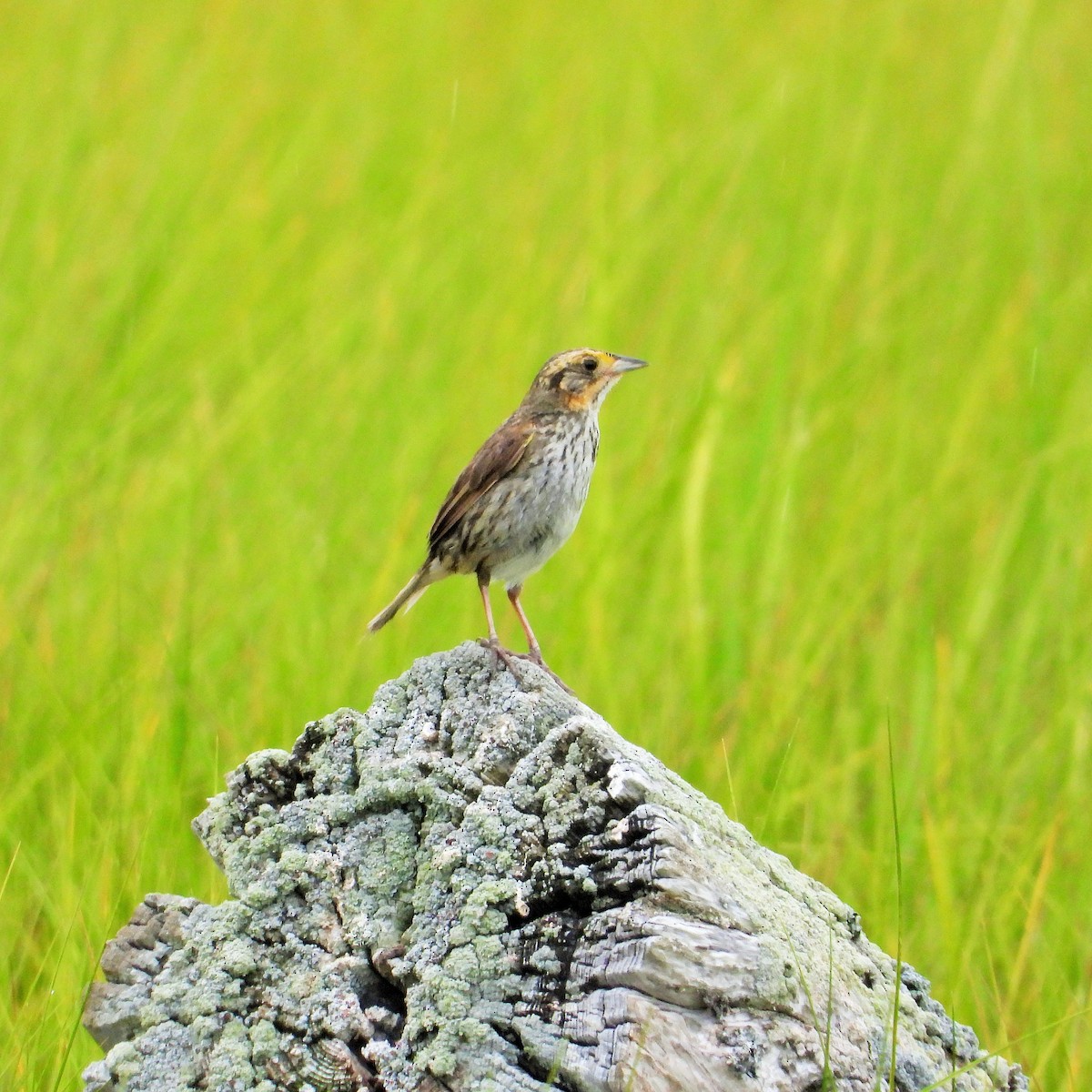 Nelson's Sparrow - ML474300241