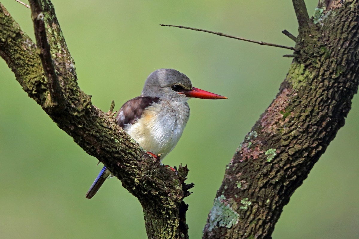 Gray-headed Kingfisher - ML47430111