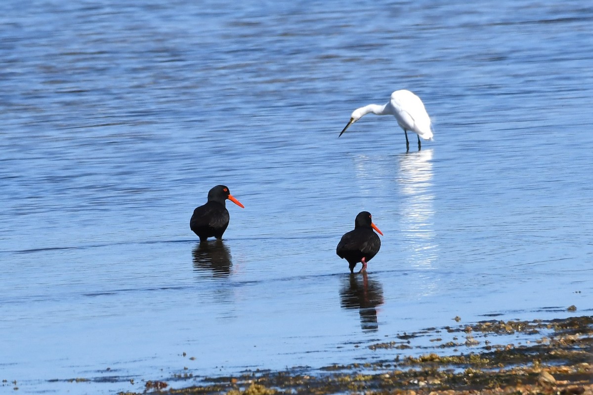 Little Egret - ML474301151