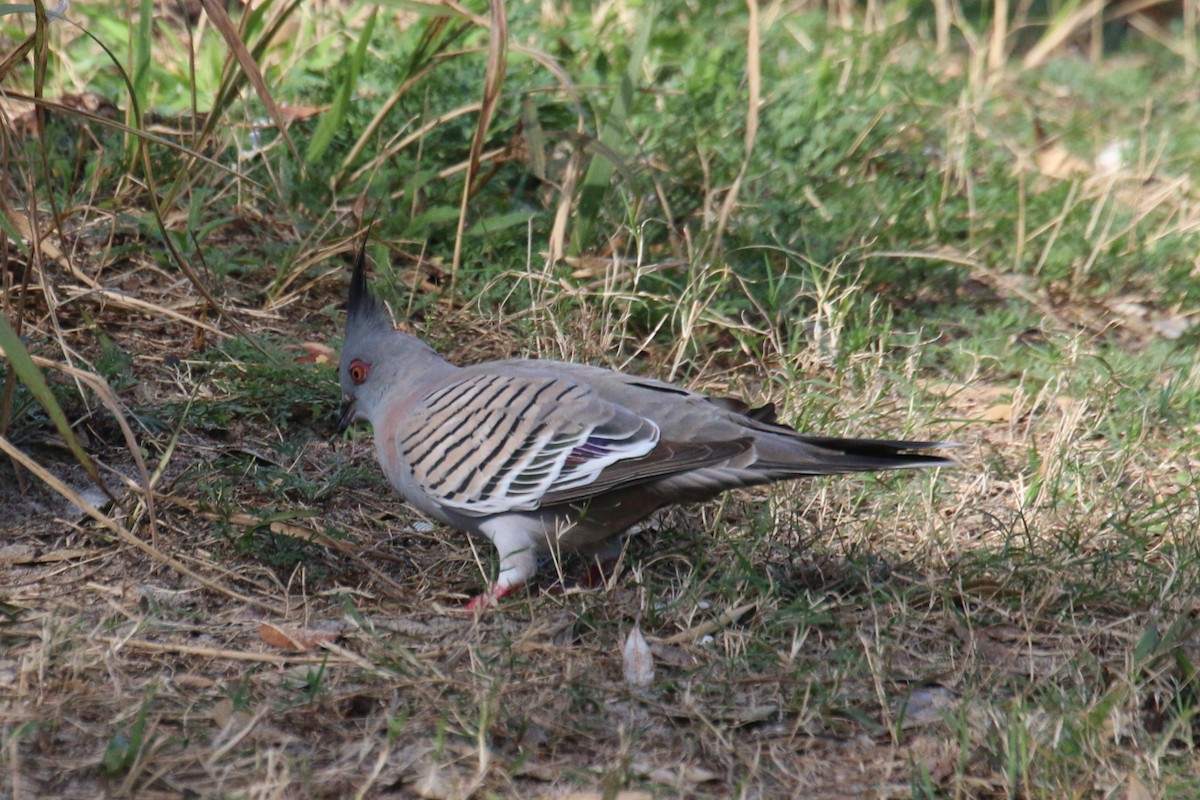 Crested Pigeon - ML474301201