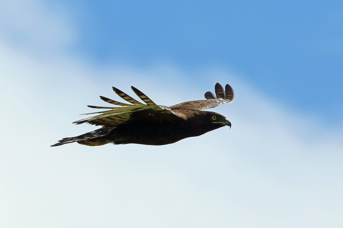 Long-crested Eagle - ML47430191