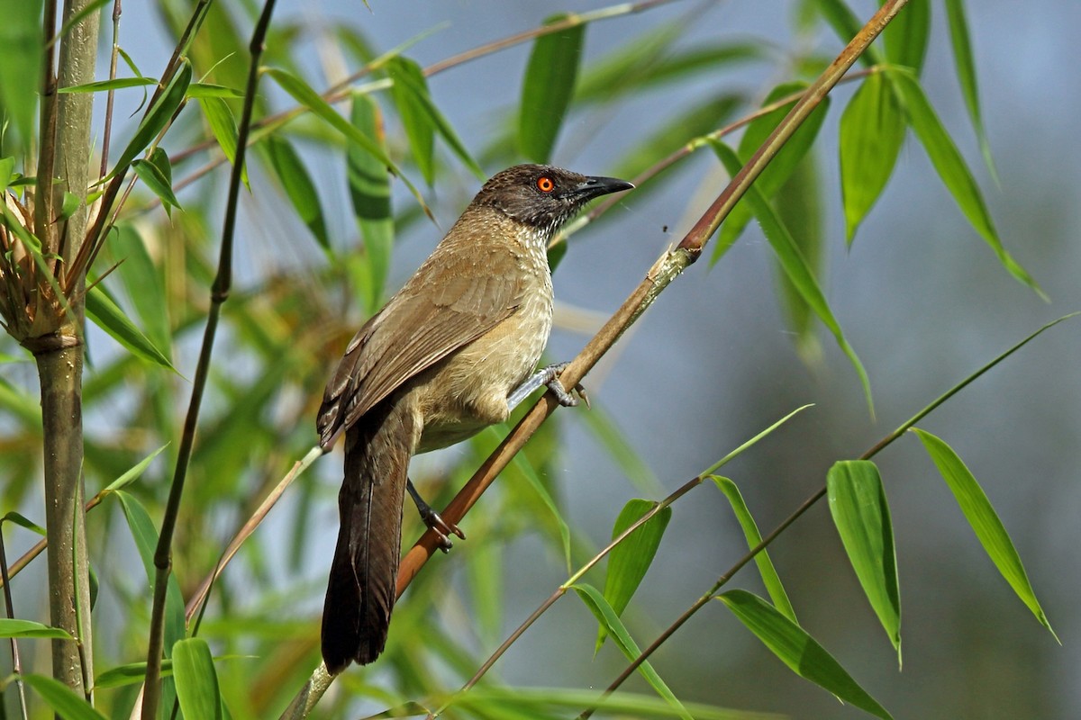 Arrow-marked Babbler - Nigel Voaden