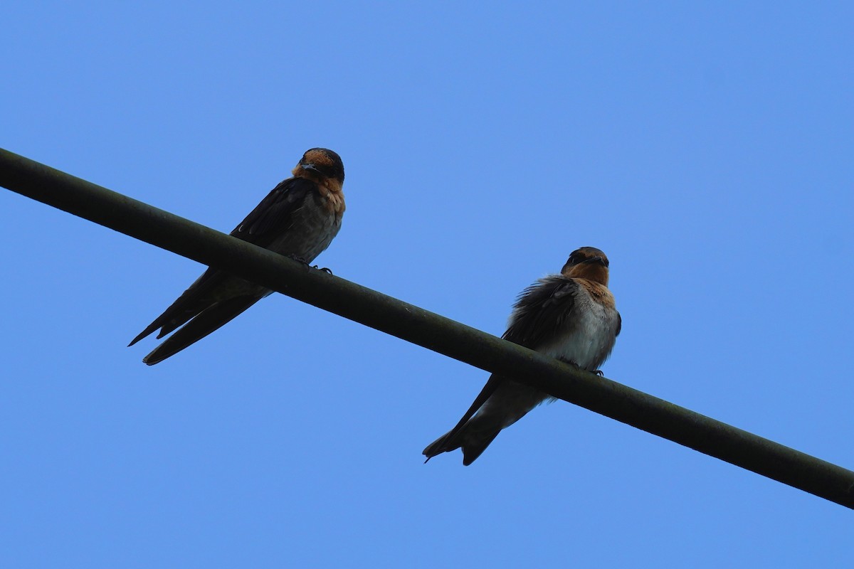 Pacific Swallow - ML474302981