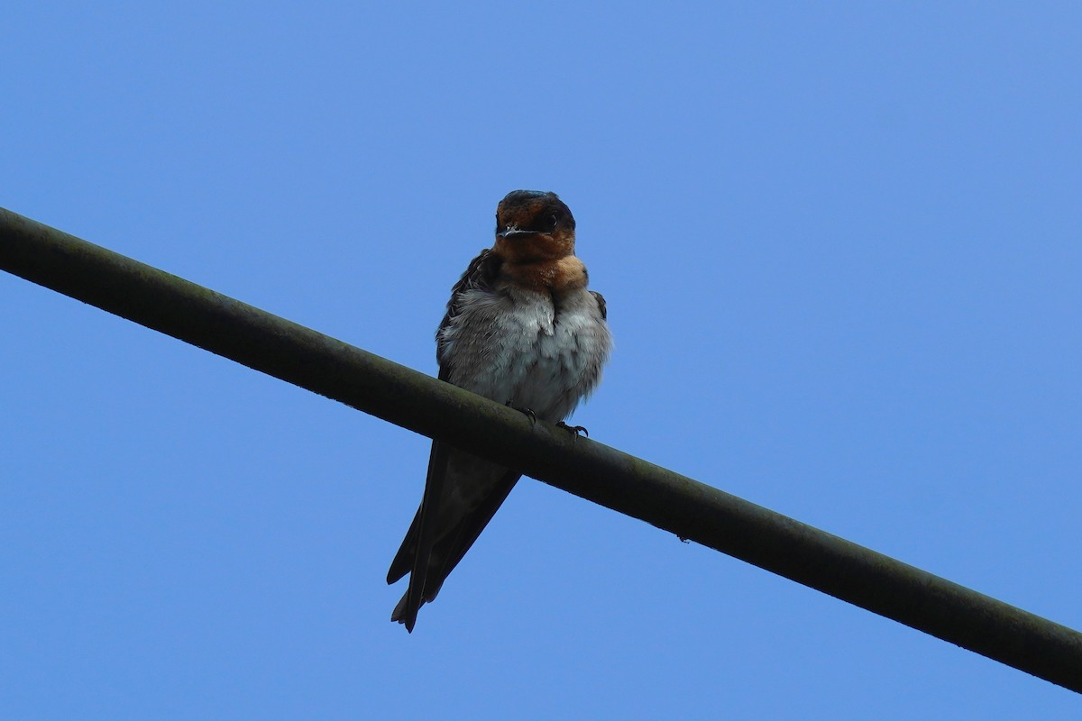 Pacific Swallow - ML474303011