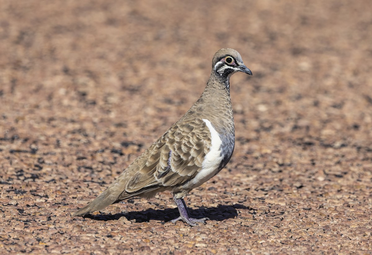 Squatter Pigeon - ML474303141