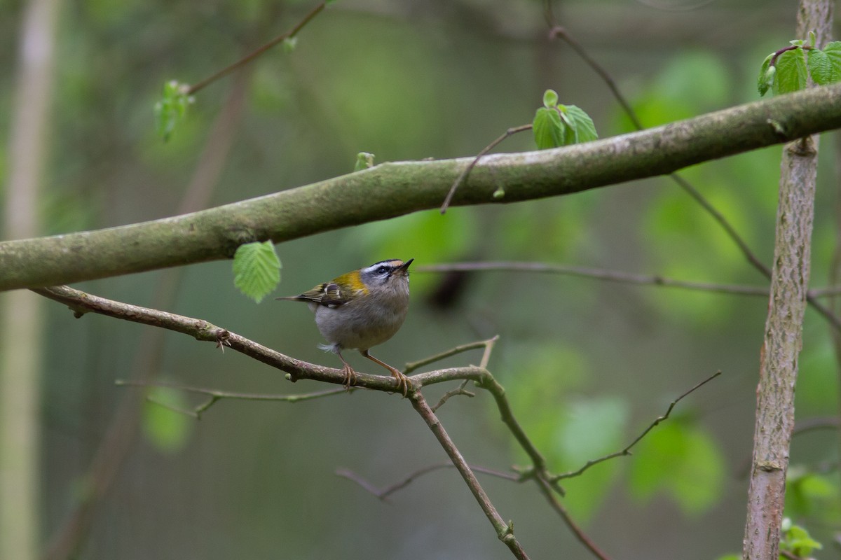 Sommergoldhähnchen - ML474303691
