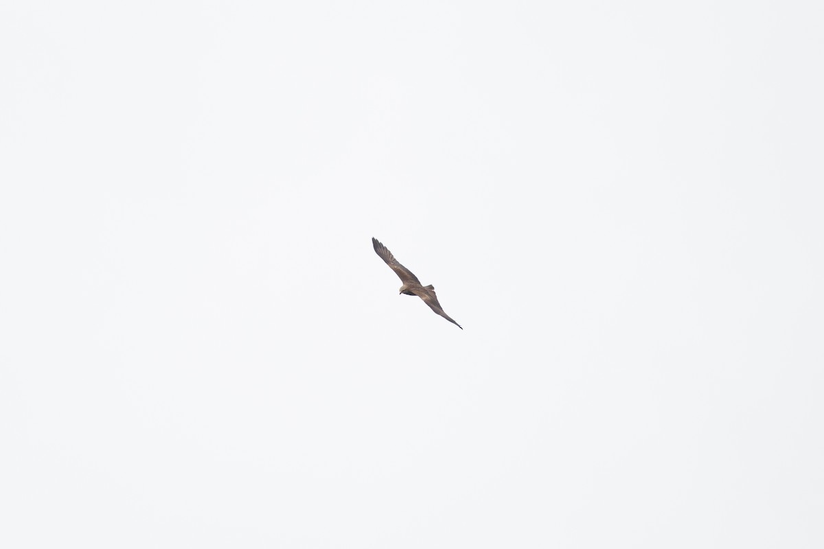 Black Kite (Black) - ML474303741