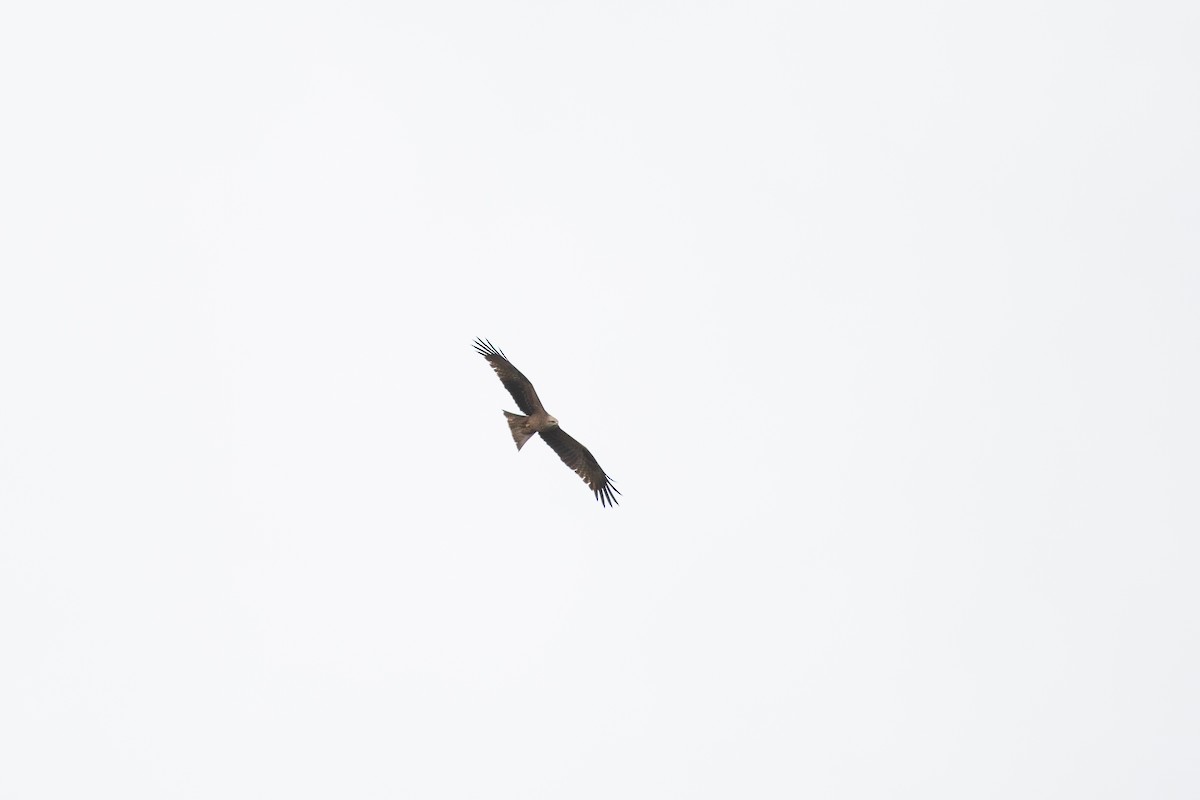 Black Kite (Black) - ML474303761